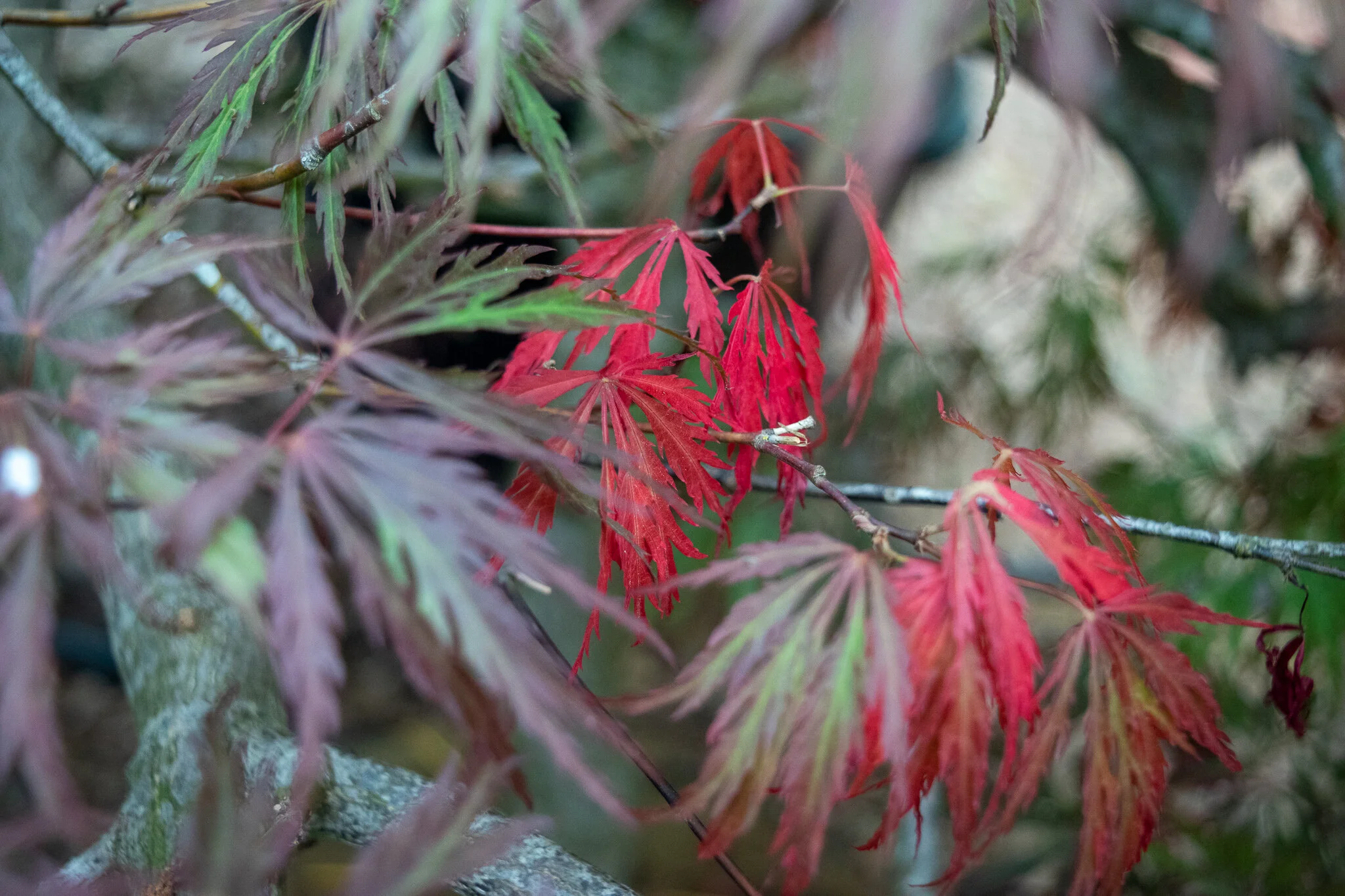 Popular Weeping Japanese Maples — Metro Maples